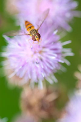 faune & flore